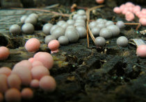 Опасные грибы в виде