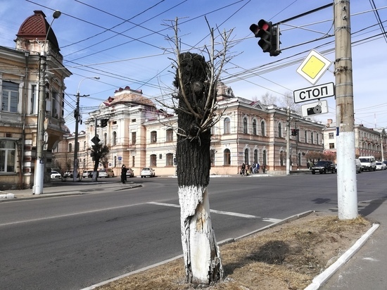 Власти Читы разберутся с «бесконечными» порубочными билетами