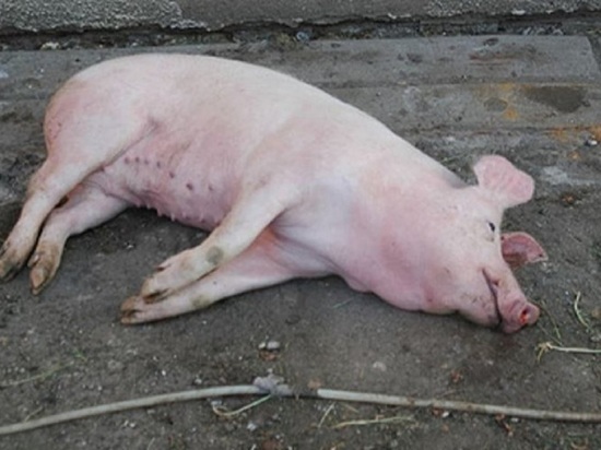 В Калужской области выявлена африканская чума свиней