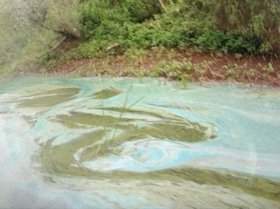 На реке Чулым обнаружили подозрительные пятна бирюзового цвета