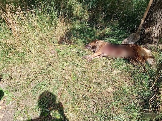 Бродячий пёс умер, защищая ребенка в Тверской области