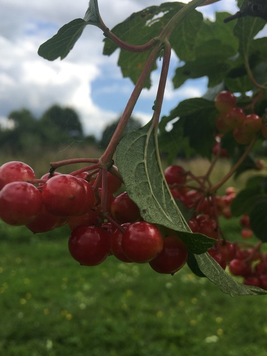 Синоптики не обещают смолянам солнечной погоды