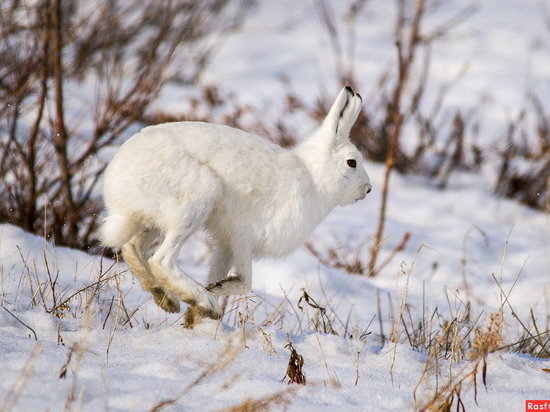 В Якутии ограничили охоту на зайца и оленя