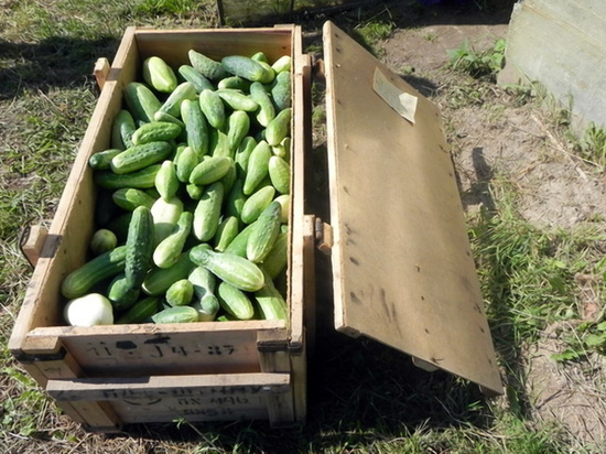 В смоленской колонии-поселении №7 собрали рекордный урожай огурцов