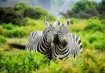 Согласно школьной программе, такая необычная расцветка зебр нужна для ого, чтобы быть незаметными в африканской саванне