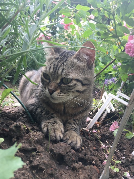 Прогнозы пока не обещают смолянам прекращения дождей