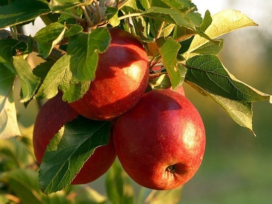 Губернатор Ставрополья поздравил земляков с яблочным спасом