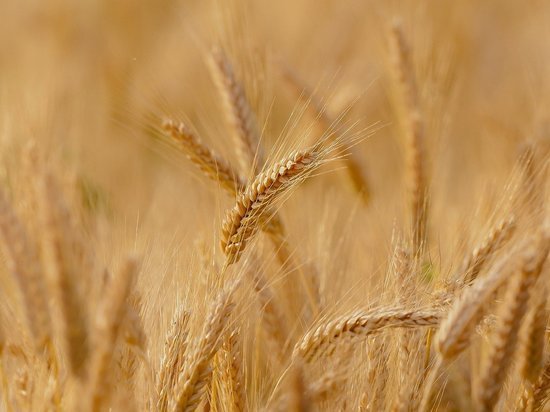 Объём экспорта пшеницы может достигнуть 34 млн тонн