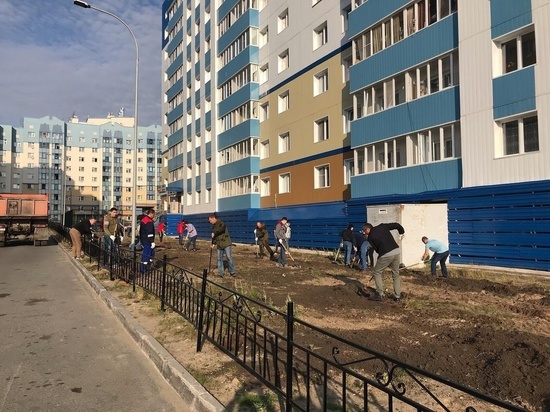 Во дворе Салехарда посадили больше 3 кг семян травы
