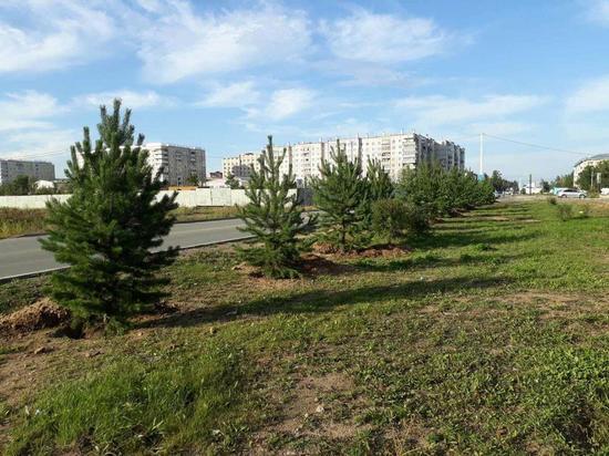 Двухметровые сосны высадили вдоль дороги на КСК в Чите