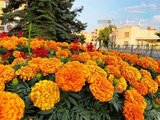 Погода в Рязанской области 21 августа
