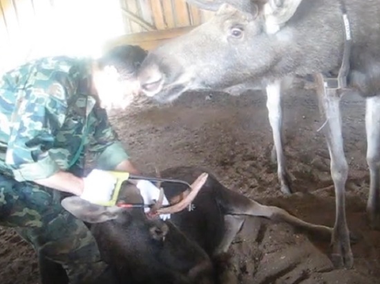 На Сумароковской лосеферме в Костромской области начался сезон сбора лосиных рогов