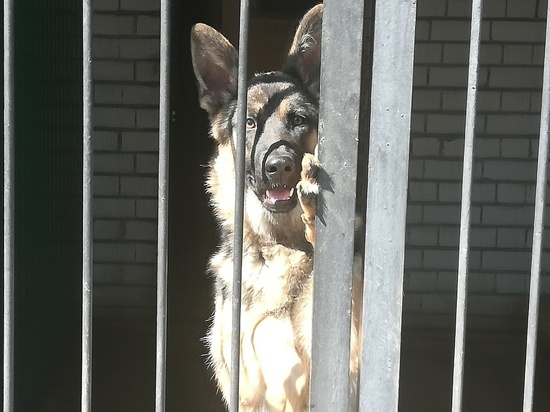 Как живут и «уходят на пенсию» служебные собаки полиции Забайкалья