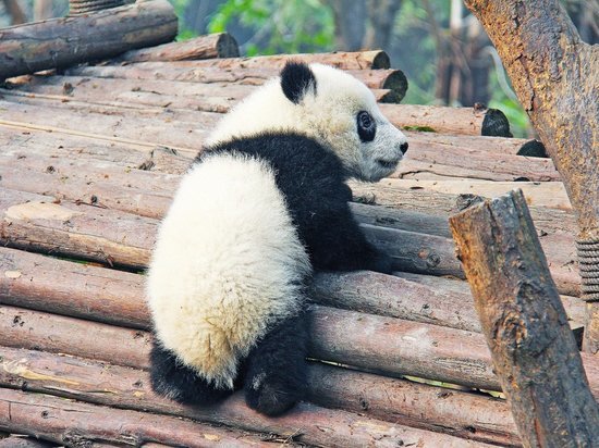 В зоопарке Вашингтона родилась панда