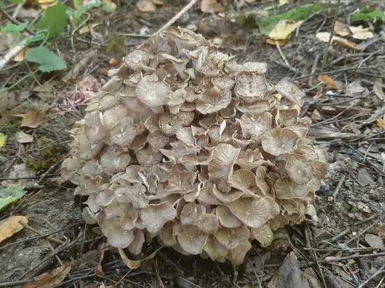 В Ясной поляне нашли уникальный гриб-баранёху