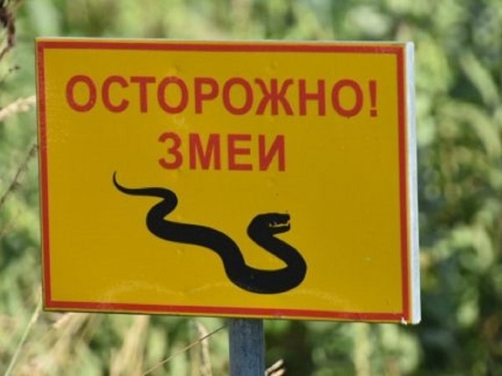 Будьте осторожны! На набережной Ярославля появились змеи