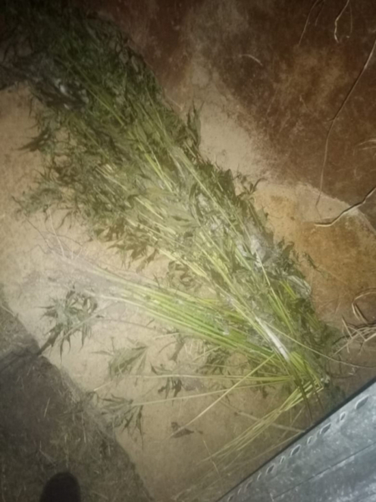 У жительницы Тверской области нашли полкилограмма высушенной "травы"