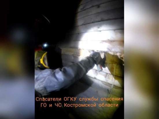 Костромские спасатели против шершней