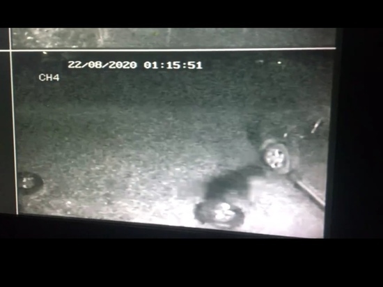 Загадочное существо на видео с камеры наблюдения заметили в Кузбассе