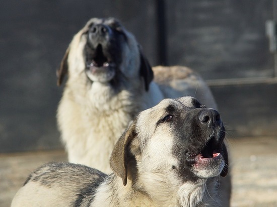 Бродячие собаки пугают жителей дома в центре Читы