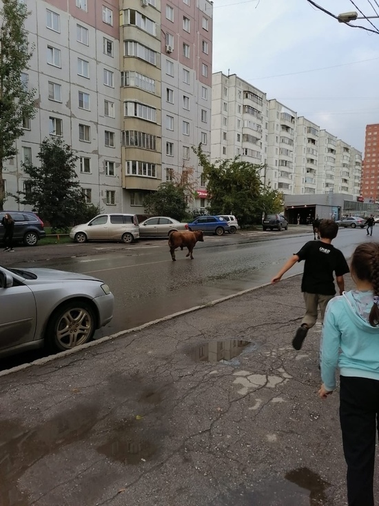 Новосибирцев развеселили гуляющие по проезжей части корова и теленок