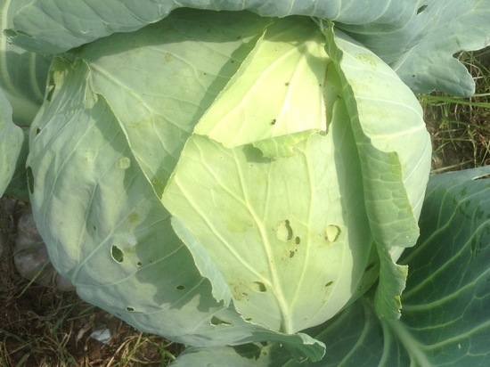 В смоленской колонии сегодня рубят капусту