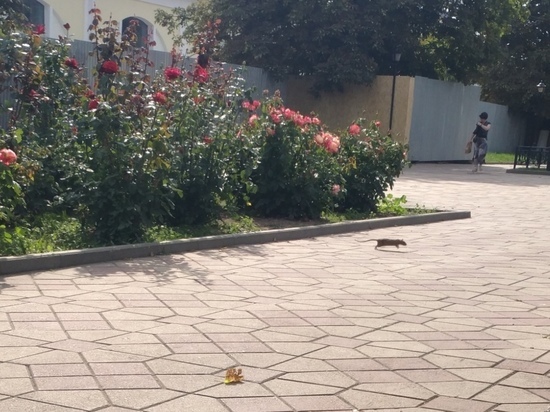 На центральной площади Рязани заметили крысу