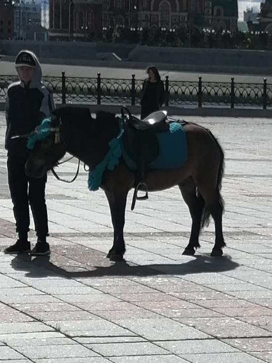 В Йошкар-Оле оштрафовали двух человек за незаконные конные прогулки