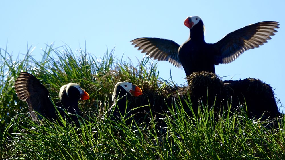 Птицы командорских островов: мир, где царят топорки