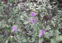 В районе Высокогорья читинцы заметили цветущий рододендрон даурский, названный в народе багульником