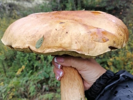 В лесу близ Нового Уренгоя женщина сфотографировала гриб-гигант