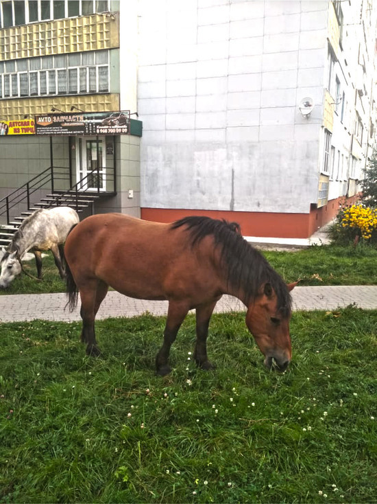Хозяина безнадзорно гуляющих лошадей в Калуге оштрафуют