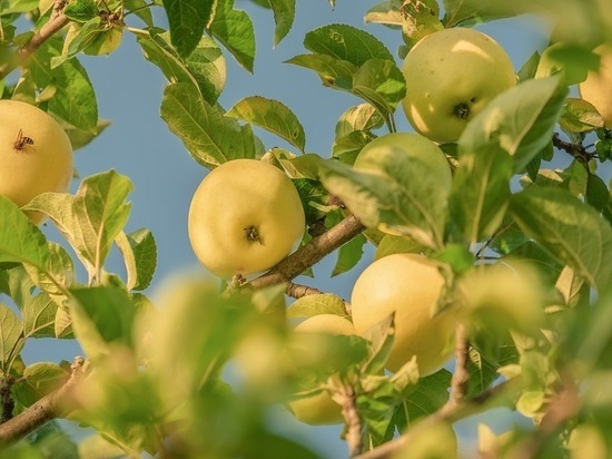 На Ставрополье отчитались о большом урожае яблок