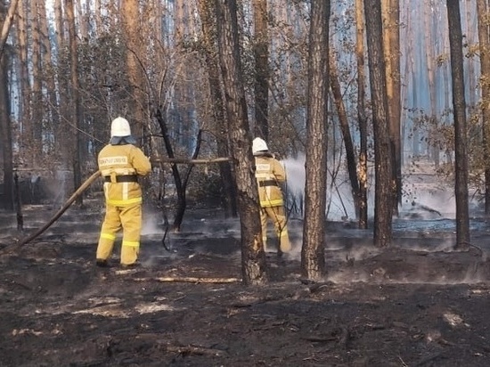В Воронежской области ликвидировано два крупных ландшафтных пожара