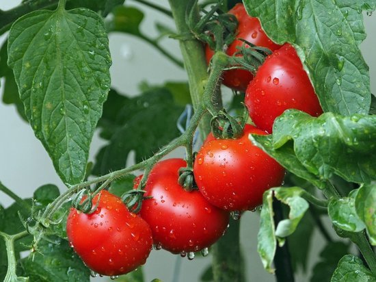 Роскачество: как получить максимальную пользу из томатов