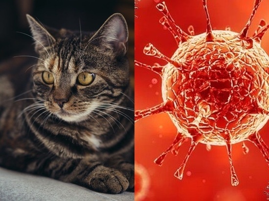 От коронавируса оказались эффективны лекарства для кошек
