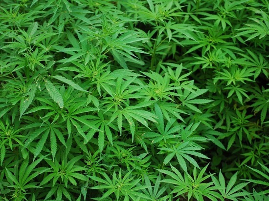 Палата представителей будет голосовать по легализации марихуаны в США