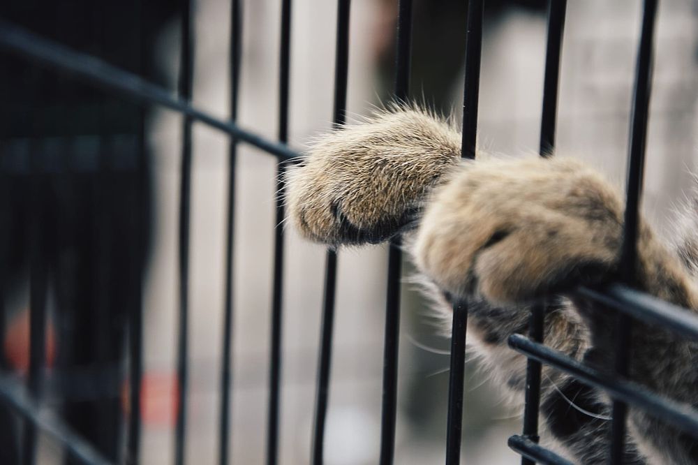 «Пойдем домой»: в Рязани прошла выставка бездомных животных