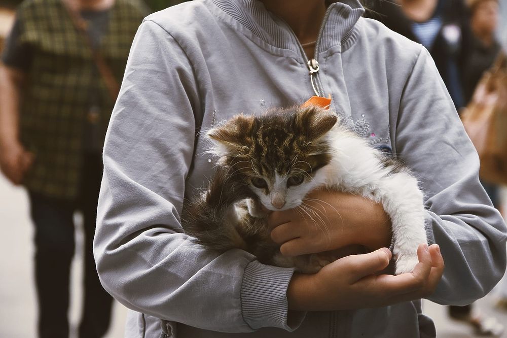 «Пойдем домой»: в Рязани прошла выставка бездомных животных