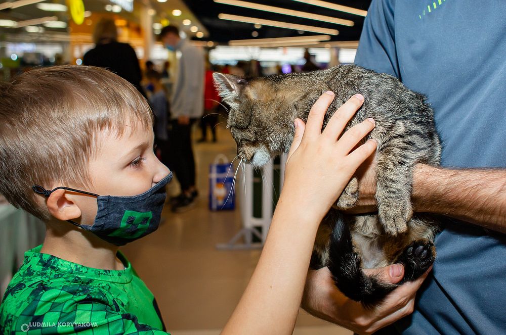 Забери счастье: в Петрозаводске прошла выставка-раздача кошек