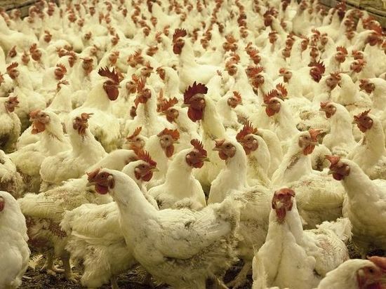 На Иртышской птицефабрике обнаружили птичий грипп