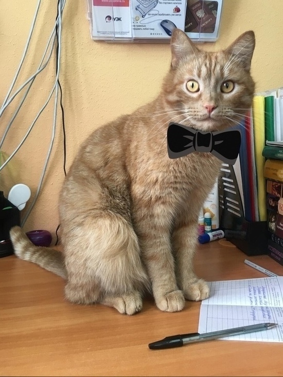 Был анонимный звонок: опубликованы подробности убийства библиотечного кота Степана в Тверской области