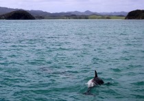Недавно в Туапсинском дельфинарии в поселке Джубга после купания с дельфинами умер двухлетний ребенок с диагнозом ДЦП