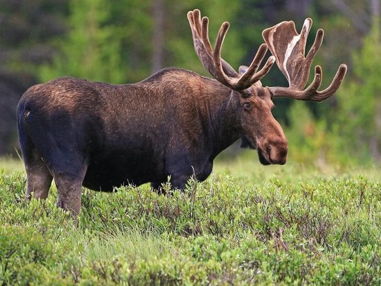 В Ярославской области открыта охота на лося