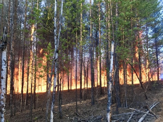 За сутки в Якутии возникло 12 лесных пожаров