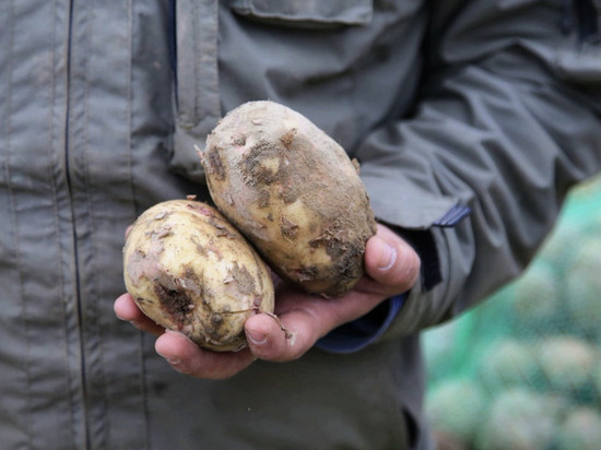 На Ямале ученые выводят сорт безвирусного картофеля