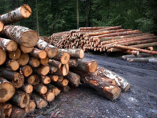 Рязанского лесничего уличили в незаконной рубке леса