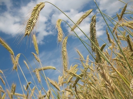 В Нижегородской области в этом году соберут более 1,2 млн тонн зерна