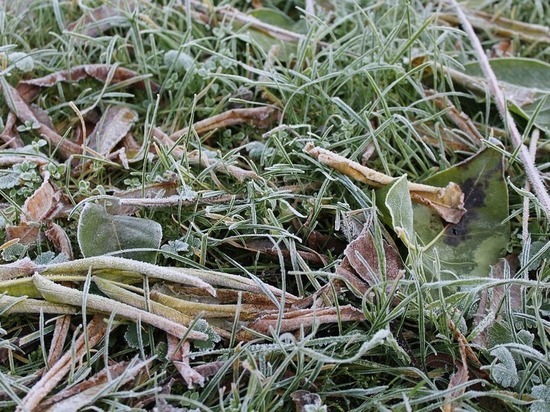 МЧС предупредило о заморозках в Кировской области