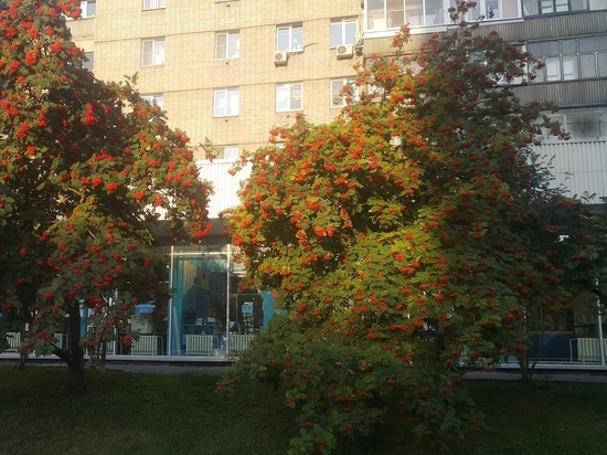 Бабье лето в Новосибирске переносится на октябрь